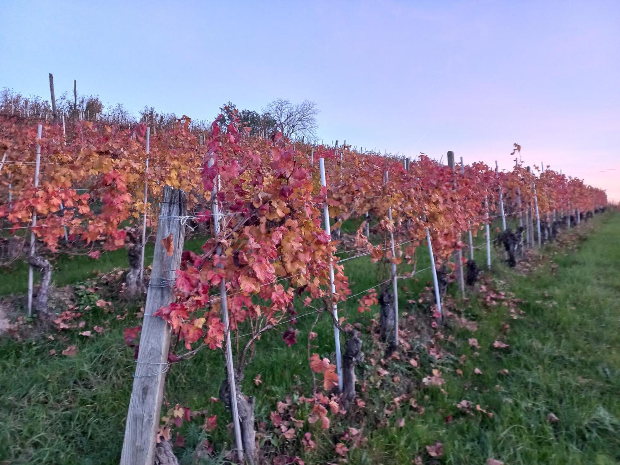 La Briccola Villa Diano dʼAlba Buitenkant foto