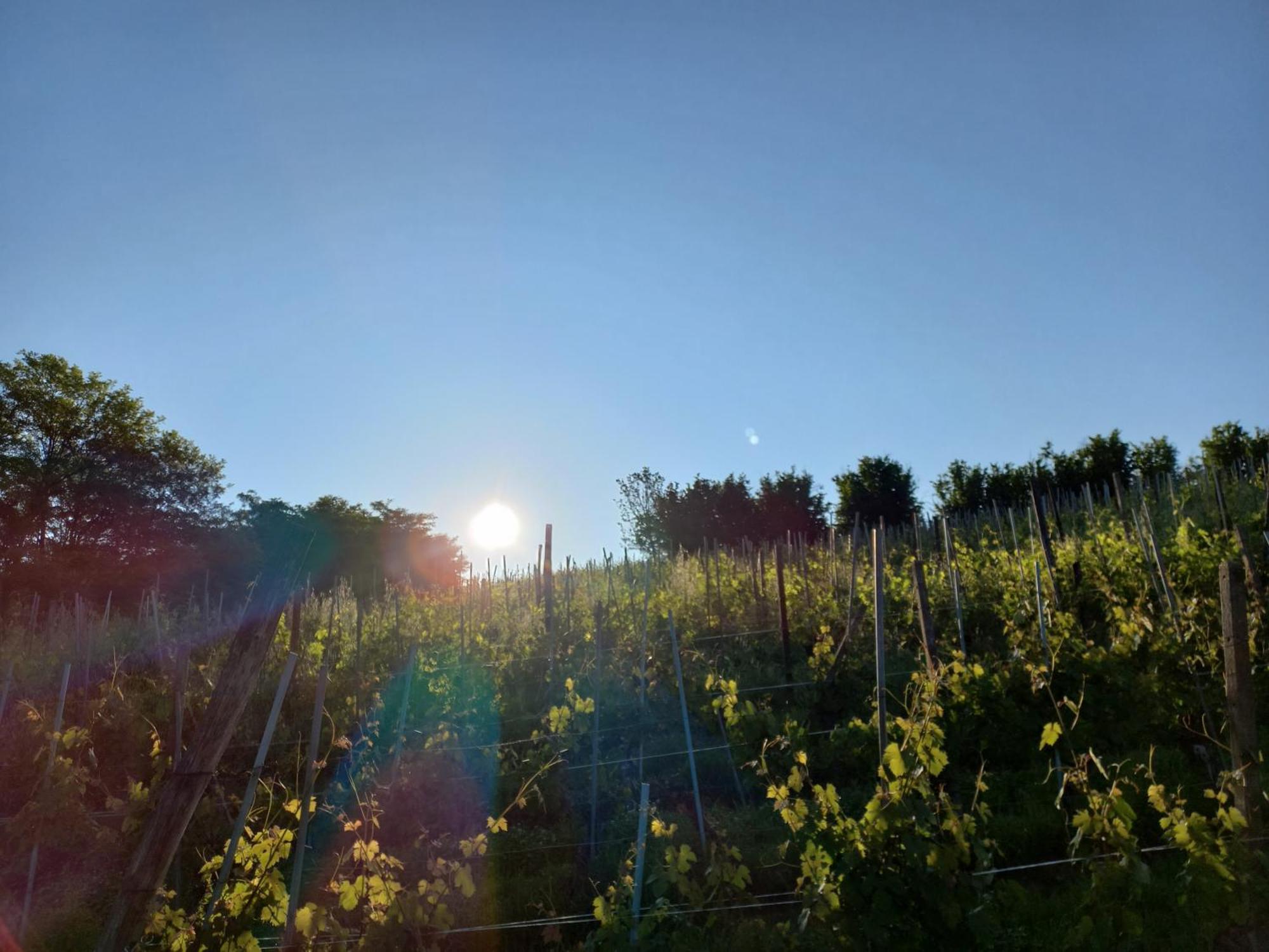 La Briccola Villa Diano dʼAlba Buitenkant foto